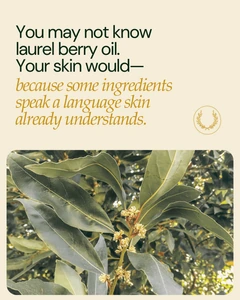 Instagram graphic explaining laurel berry oil in Bera Botanicals Aleppo soap